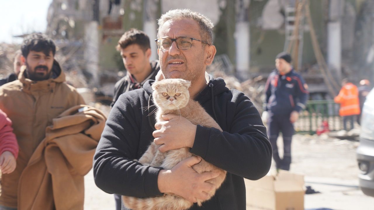 Diyar Galeria’da 13 kedi kurtarıldı