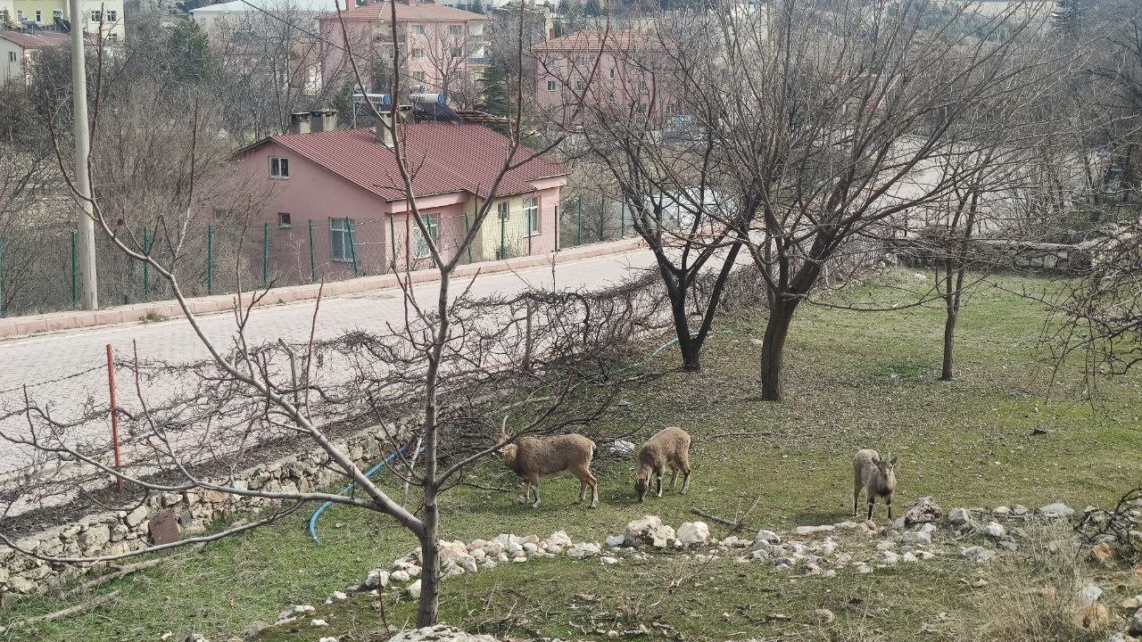 Dersim Çemişgezek'te yaban keçileri şehre indi