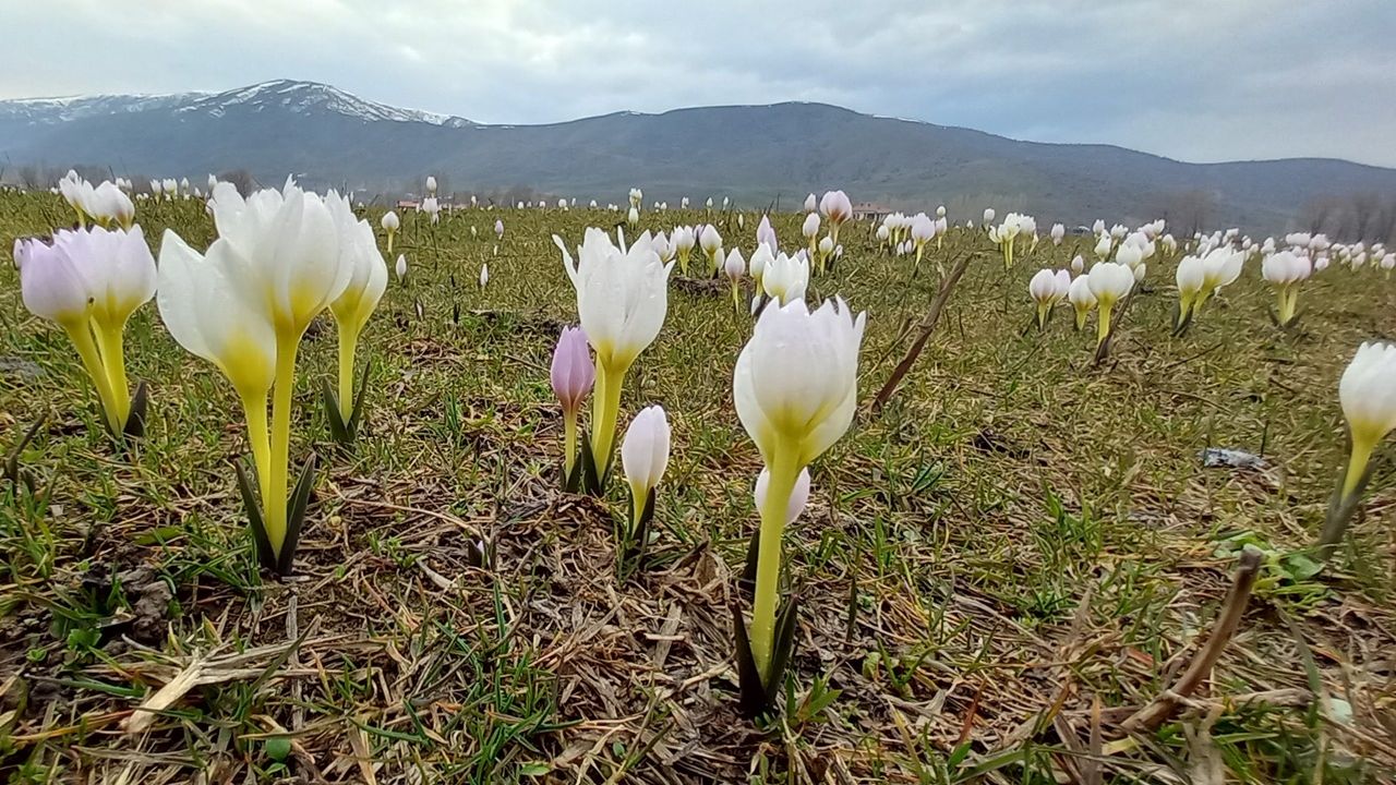 Bitlis’te kardelenler çiçek açtı