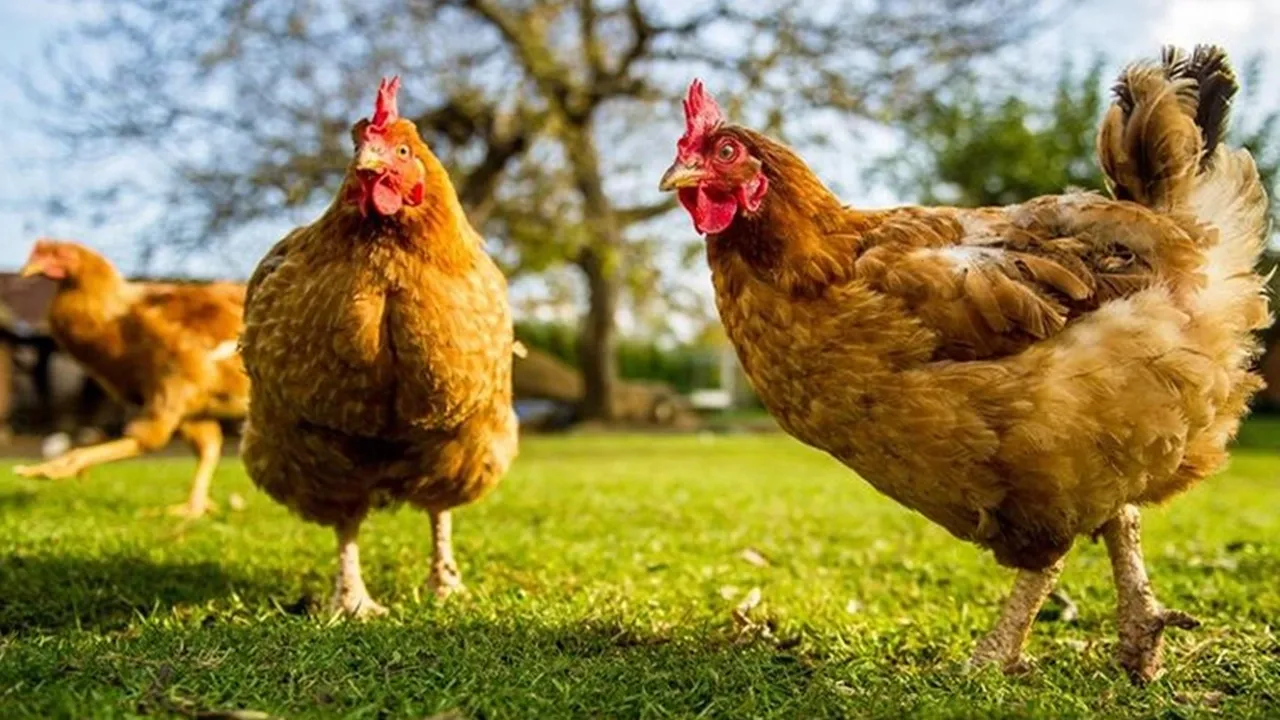 Tavuk eti üretiminde yüzde 5,9 azalma