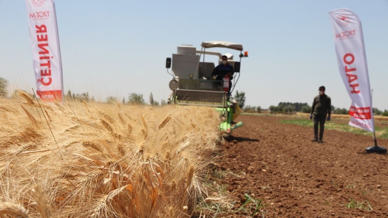 Urfa'da mühendisler yerli tohum geliştirdi