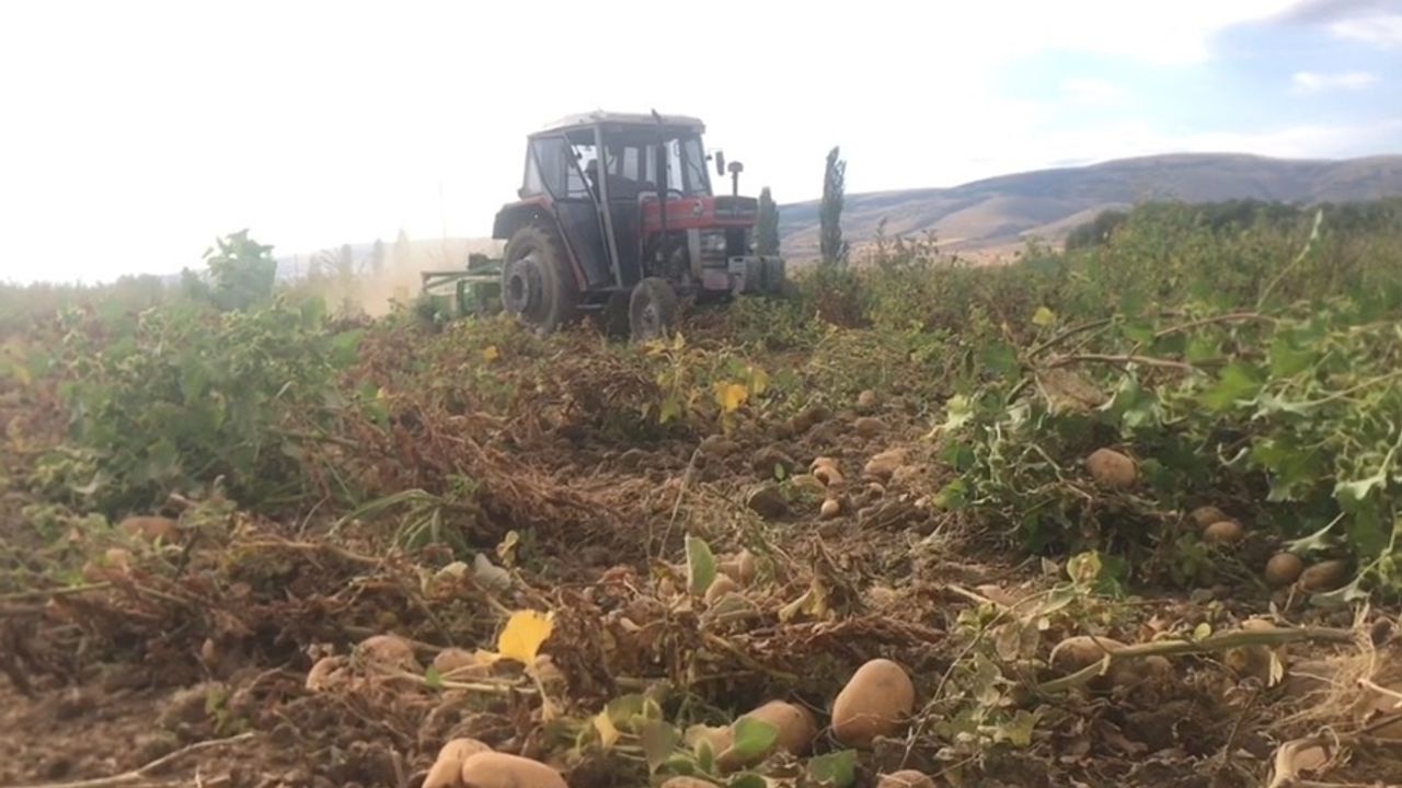 Erzincan’da patates hasadı