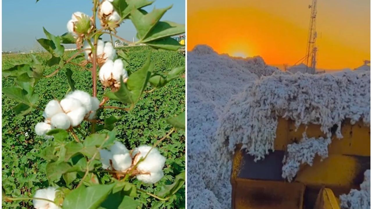 Urfa'da hasat öncesi pamuk üreticisi dertli