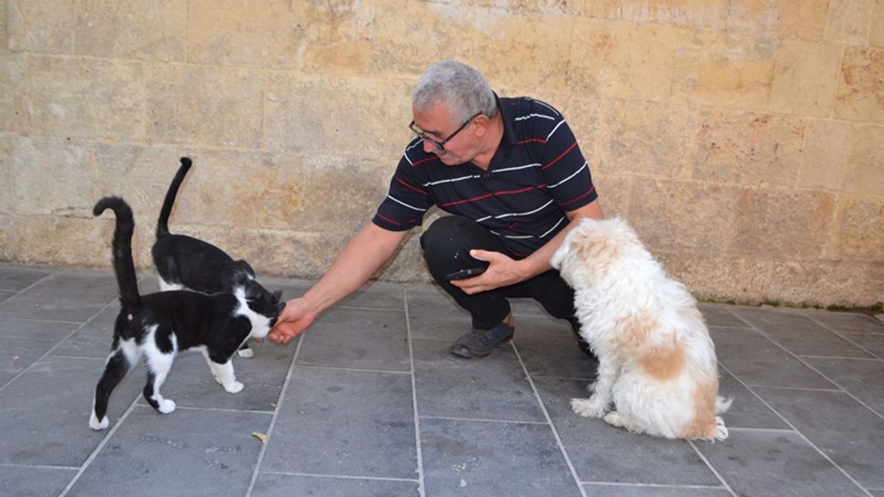 Emekli maaşını sokak hayvanlarıyla paylaşıyor