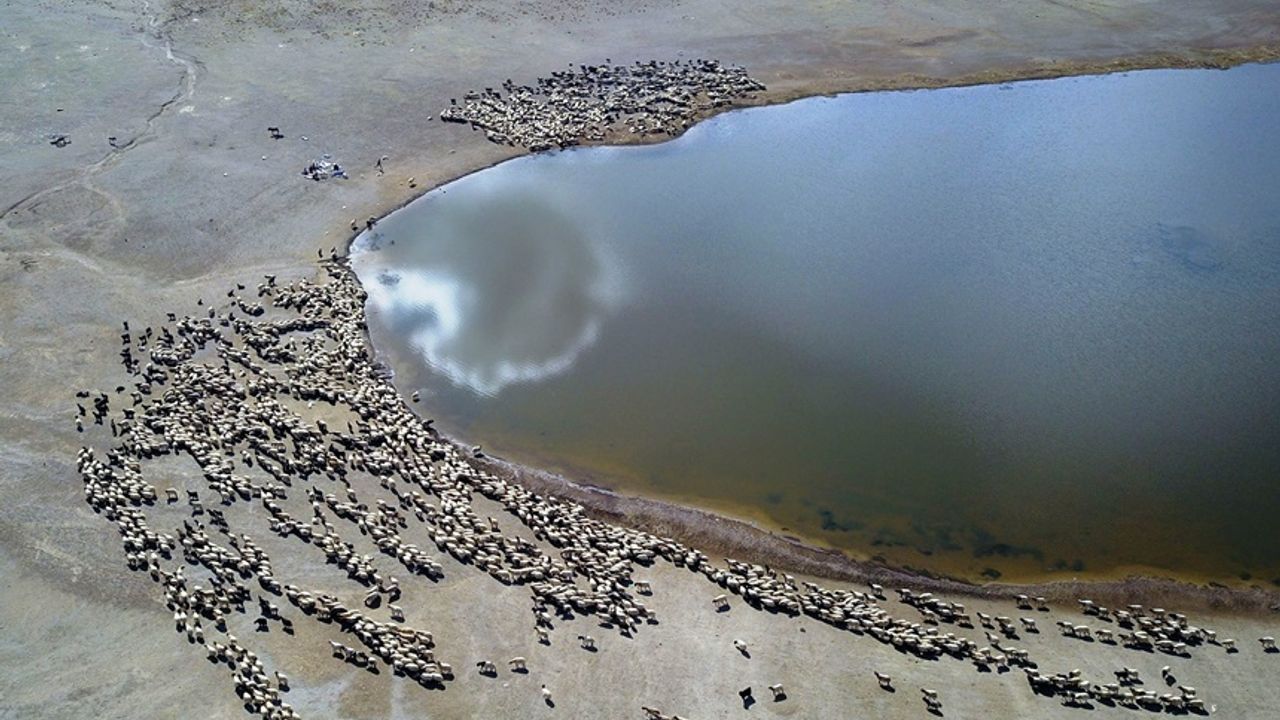 Tatvan’daki Kalp Gölü’ne su içmeye gelen sürülerin görsel şöleni