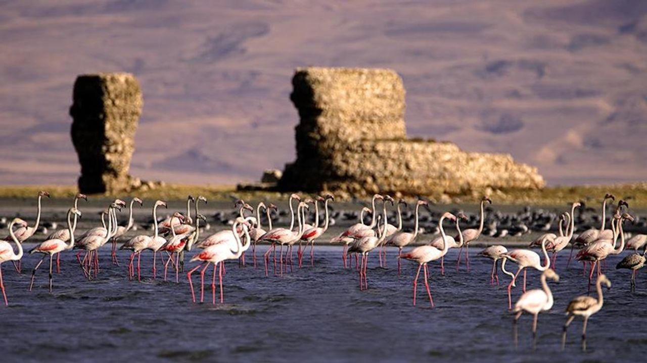 Van Gölü’nde göçmen Flamingolar  