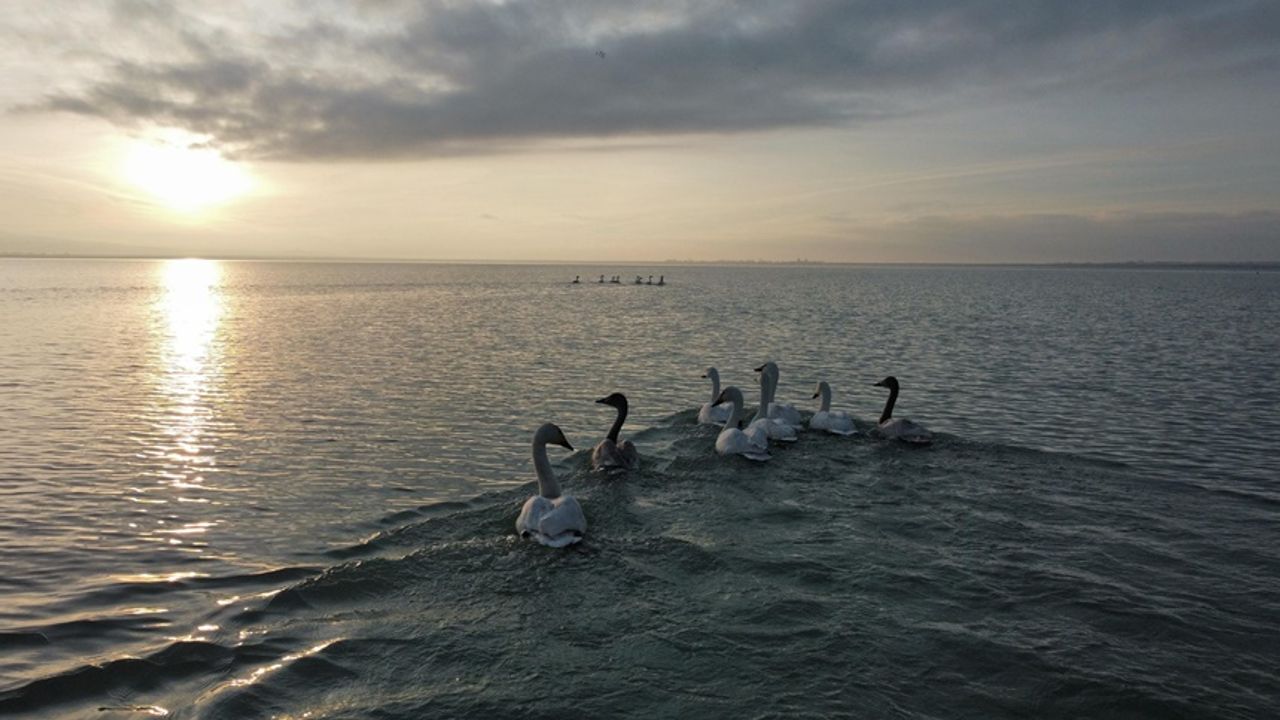 Arin Gölü kuğuları misafir etmeyi sürdürüyor