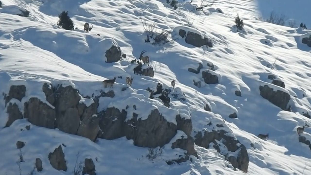 Dağ keçileri göç yolunda
