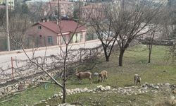 Dersim Çemişgezek'te yaban keçileri şehre indi