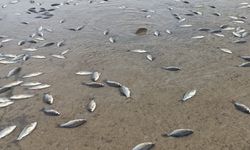 Kırkat Göleti'nde binlerce balık telef oldu