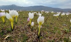 Bitlis’te kardelenler çiçek açtı