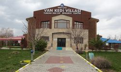 Villada koruma altına alınan 20 Van kedisi doğum yaptı