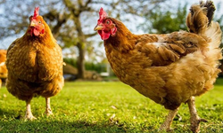 Tavuk ve yumurta üretiminde artış
