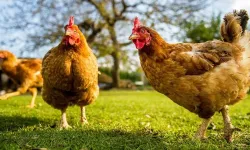TÜİK: Tavuk eti üretimi yüzde 8,9 azaldı