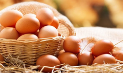Yumurta fiyatları tırmanışını sürdürüyor