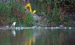 Dicle Nehri’ndeki kirlilik yaban hayatını tehdit ediyor