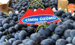 Cimin üzümünde hasat zamanı