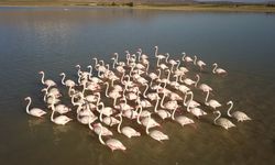 Arin Gölü kış öncesi flamingoları ağırlıyor