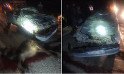 Diyarbakır'da mandalara çarpan otomobil 2 kişiyi de yaraladı