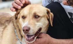 O ülkede 2027 yılına kadar köpek eti yemek yasaklandı