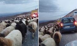 Koyun sürüsü yolu trafiğe kapattı