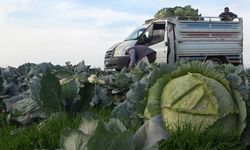 Muş'ta lahana üretimi: 90 milyon lira gelir bekleniyor