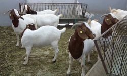 Siirt'te keçi ırkları melezlenecek