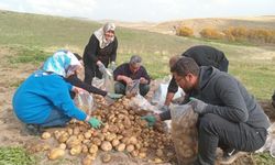 Van’da patates hasadı