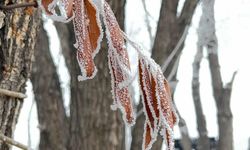 Kışın sert geçtiği kentte bitkiler buzla kaplandı
