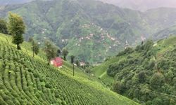 Çay ve fındık bahçelerindeki maden sahasına "ÇED gerekli değil" kararı