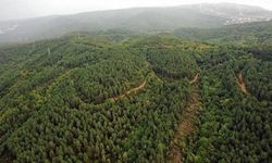 11 ilde orman sınırları dışına çıkarılan alanlar