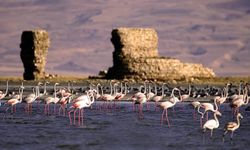 Van Gölü’nde göçmen Flamingolar  