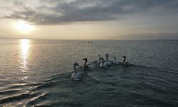 Arin Gölü kuğuları misafir etmeyi sürdürüyor