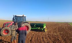 Mardin Ovası'nda buğday ekimi