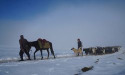 Muş'ta keçi sürüsünün kar üstünde zorlu yolculuğu