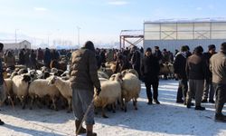 Vanlı besiciler yem fiyatlarından şikayetçi