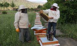 Arıcılık yayla yasakları ve ekonomik kriz kıskacında