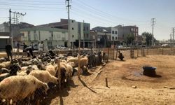 Bağlar Belediyesi Yeniköy’deki hayvan pazarını yıktı