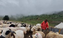 Dersim’de hayvan hastanesi kurulacak