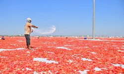 Diyarbakır'da kurutmalık domates mesaisi başladı