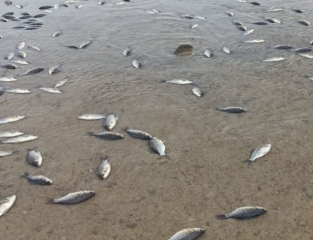 Kırkat Göleti'nde binlerce balık telef oldu