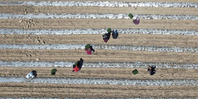 Deprem sonrası mevsimlik işçi sıkıntısı yaşanıyor