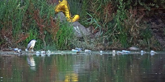 Dicle Nehri’ndeki kirlilik yaban hayatını tehdit ediyor