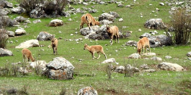 Munzur’da dağ keçileri görüntülendi