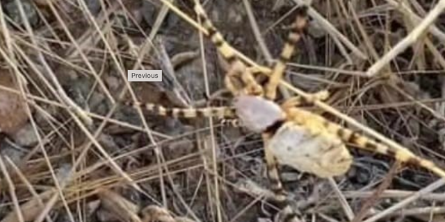 Sinir hücrelerini öldüren 'Argiope lobata' Elazığ’da görüldü