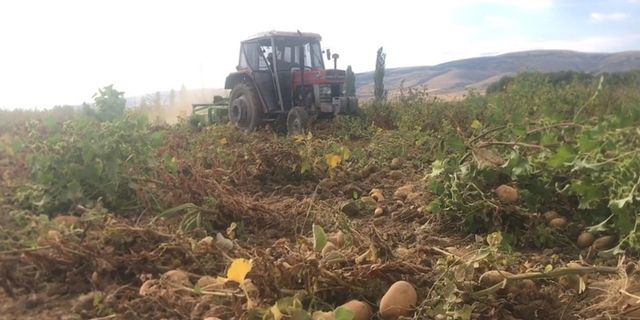 Erzincan’da patates hasadı