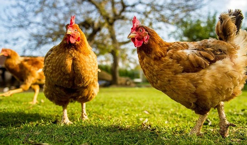 Ocak ayında tavuk eti üretimi yüzde 3,8 azaldı
