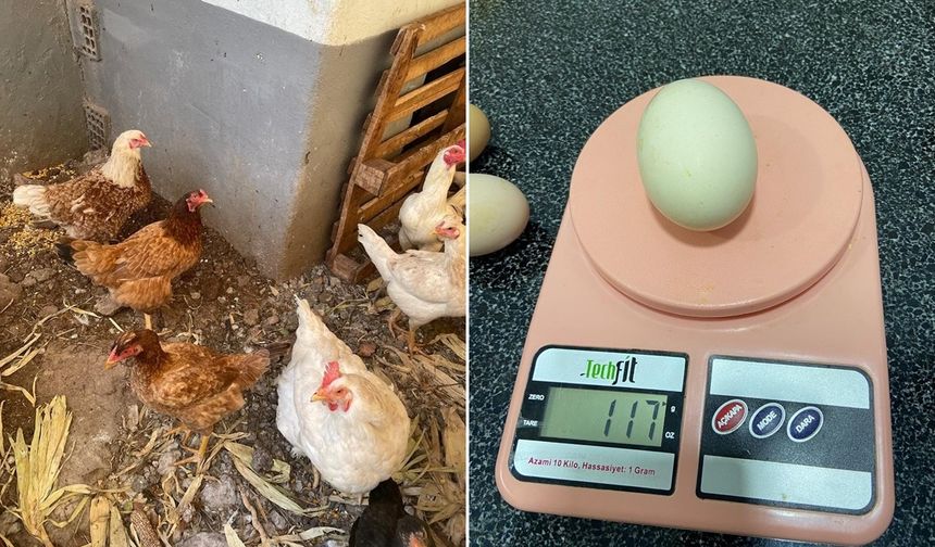 Urfa’da 117 gramlık yumurta görenleri şaşırttı