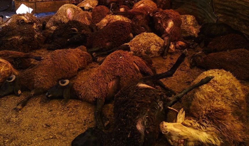 Karlıova’da ahıra giren kurtlar, 50 koyunu telef etti