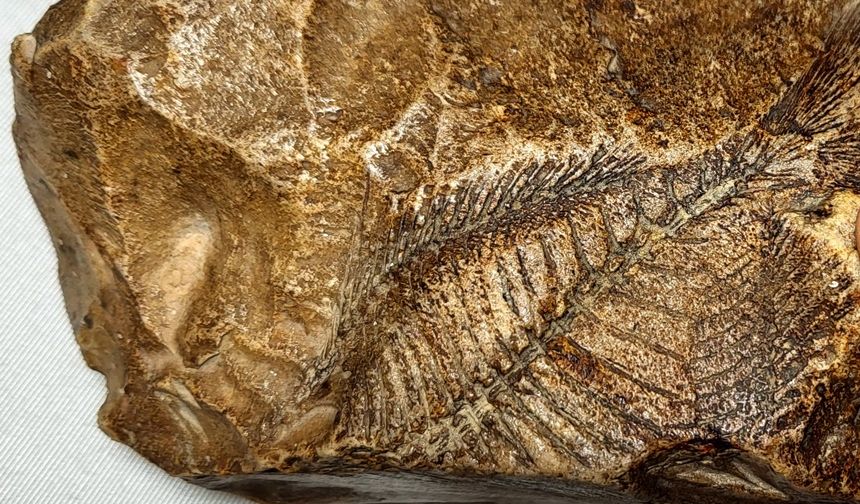 Adıyaman’da 15 milyon yıllık fosil bulundu